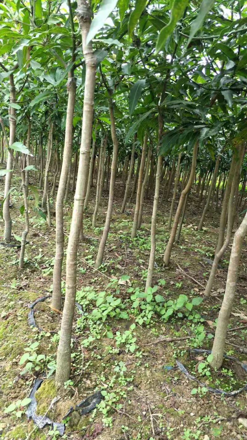 出售各类优质品种当年挂果芒果树！