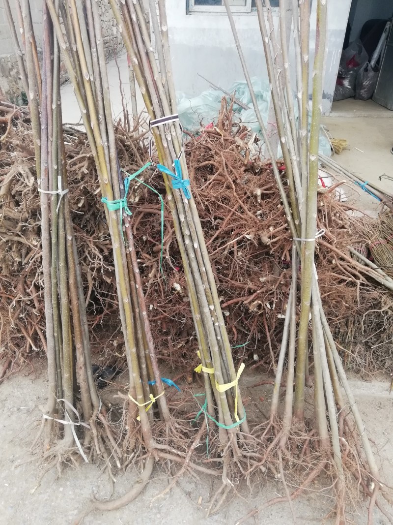 火炬树苗0.5~1m。树苗粗壮成活率高。可视频看货