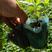 黑树莓营养钵苗黑莓营养钵苗产地直销保质保量