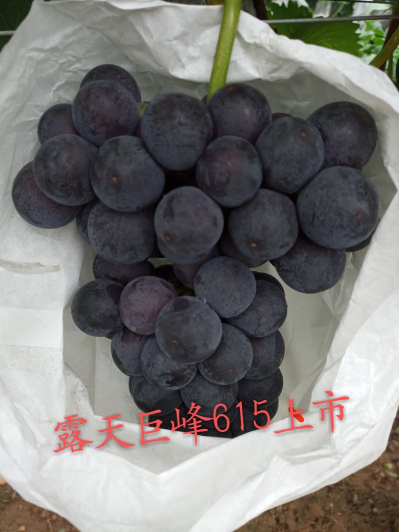 早熟巨峰615大量上市中