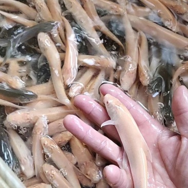 红眼鳕鱼苗鱼场直销价格公道易养好卖批发零售
