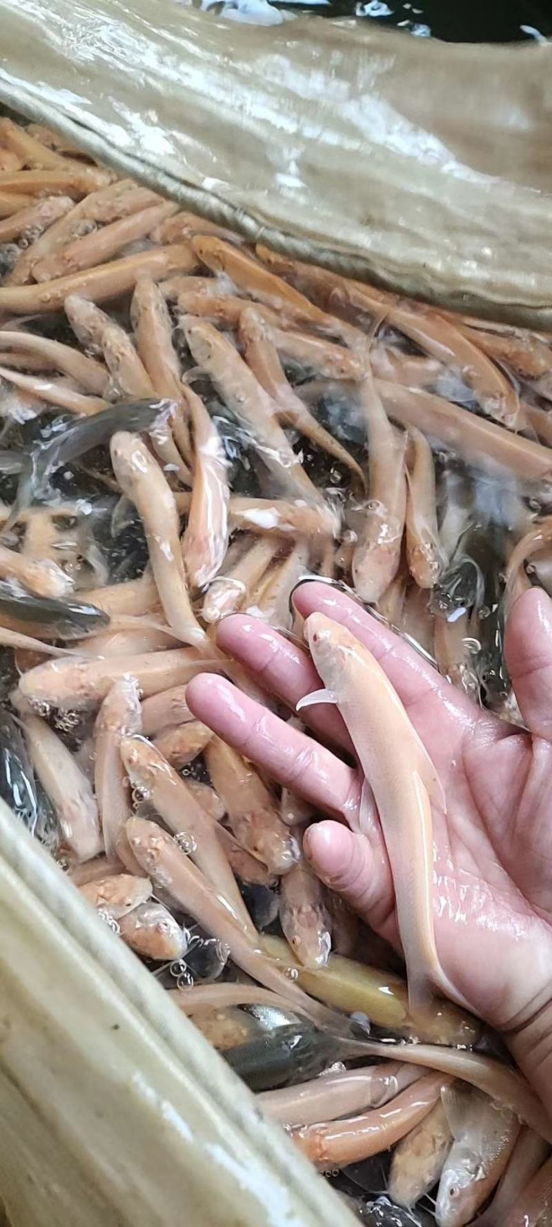 红眼鳕鱼苗鱼场直销价格公道易养好卖批发零售