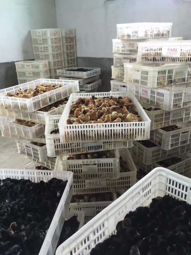 黑瑶母苗厂家直销包打马利克疫苗包运输包路途成活