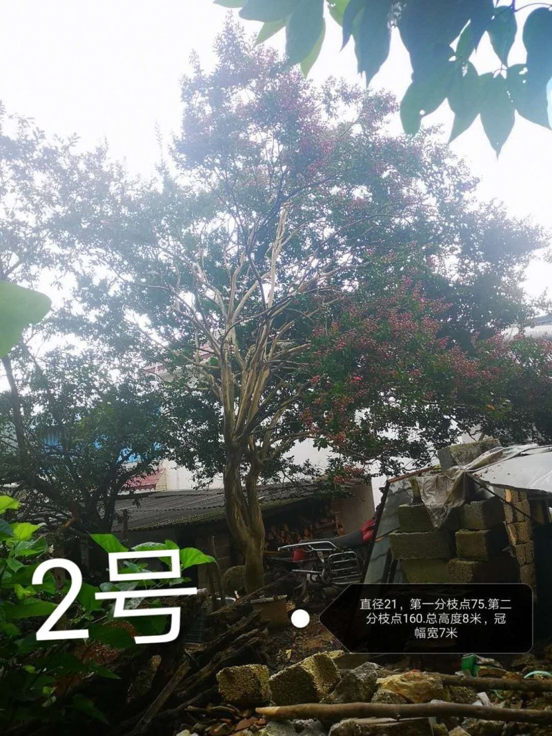 紫薇，原生冠，红花，