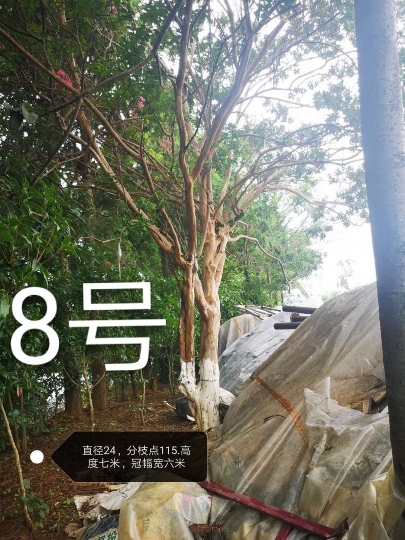 紫薇，原生冠，红花，