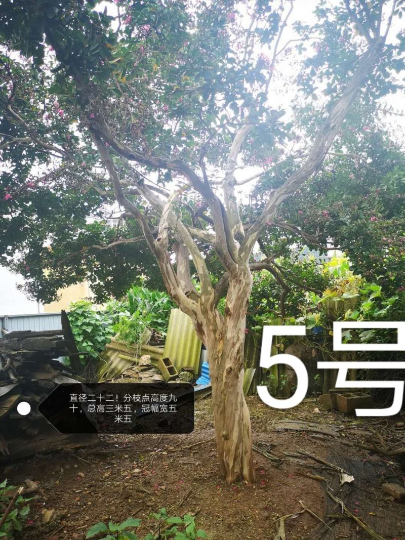 紫薇，原生冠，红花，