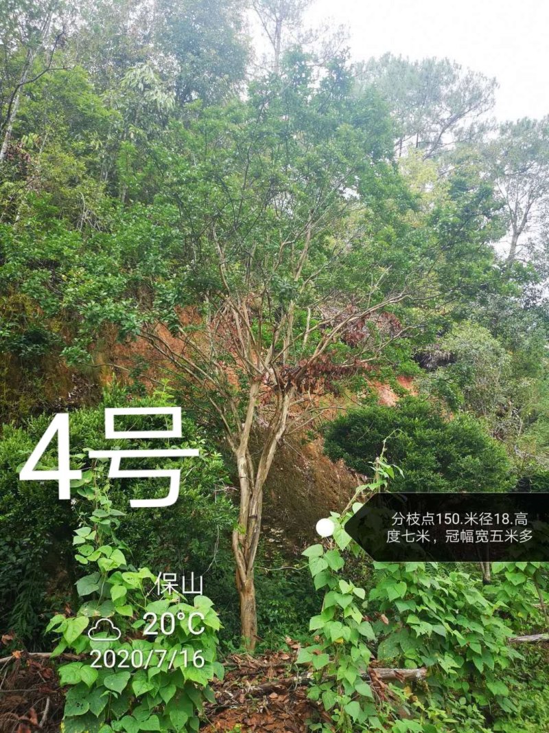 紫薇，原生冠，红花，