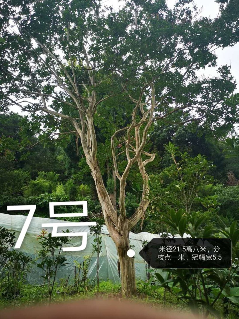 紫薇，原生冠，红花，