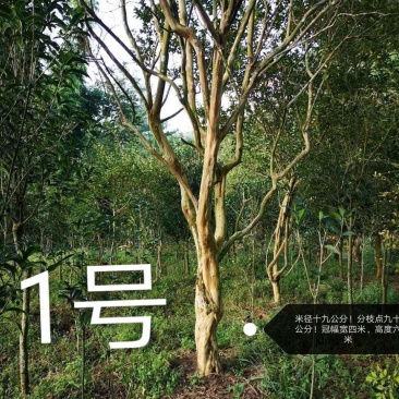 紫薇，原生冠，红花，