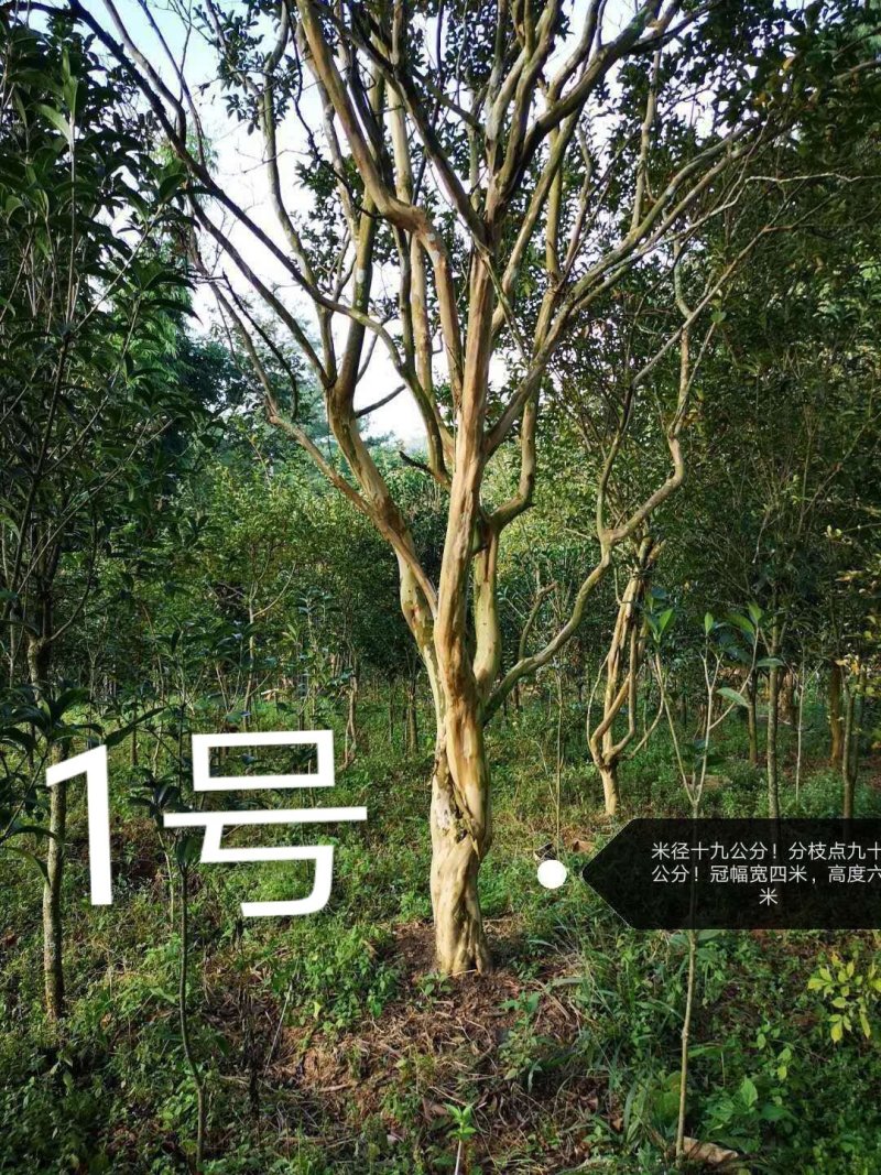 紫薇，原生冠，红花，