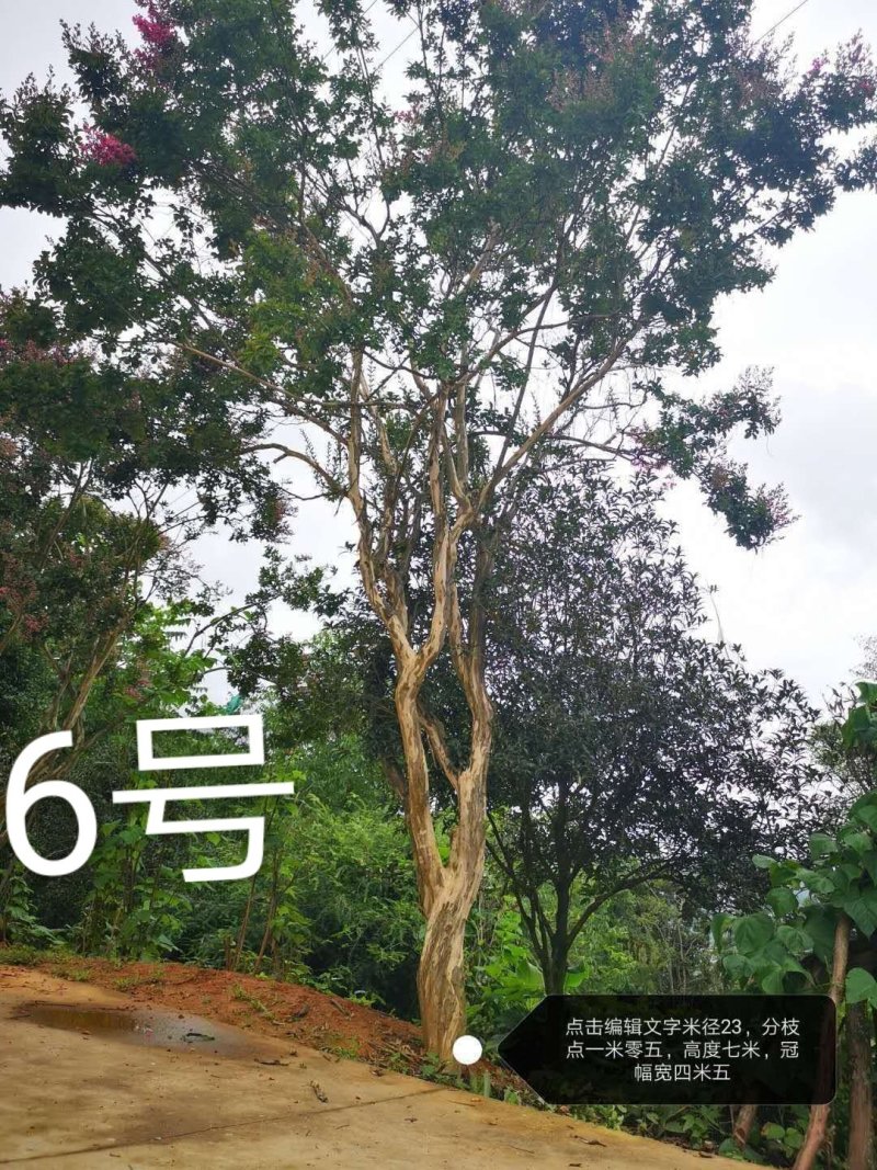 紫薇，原生冠，红花，