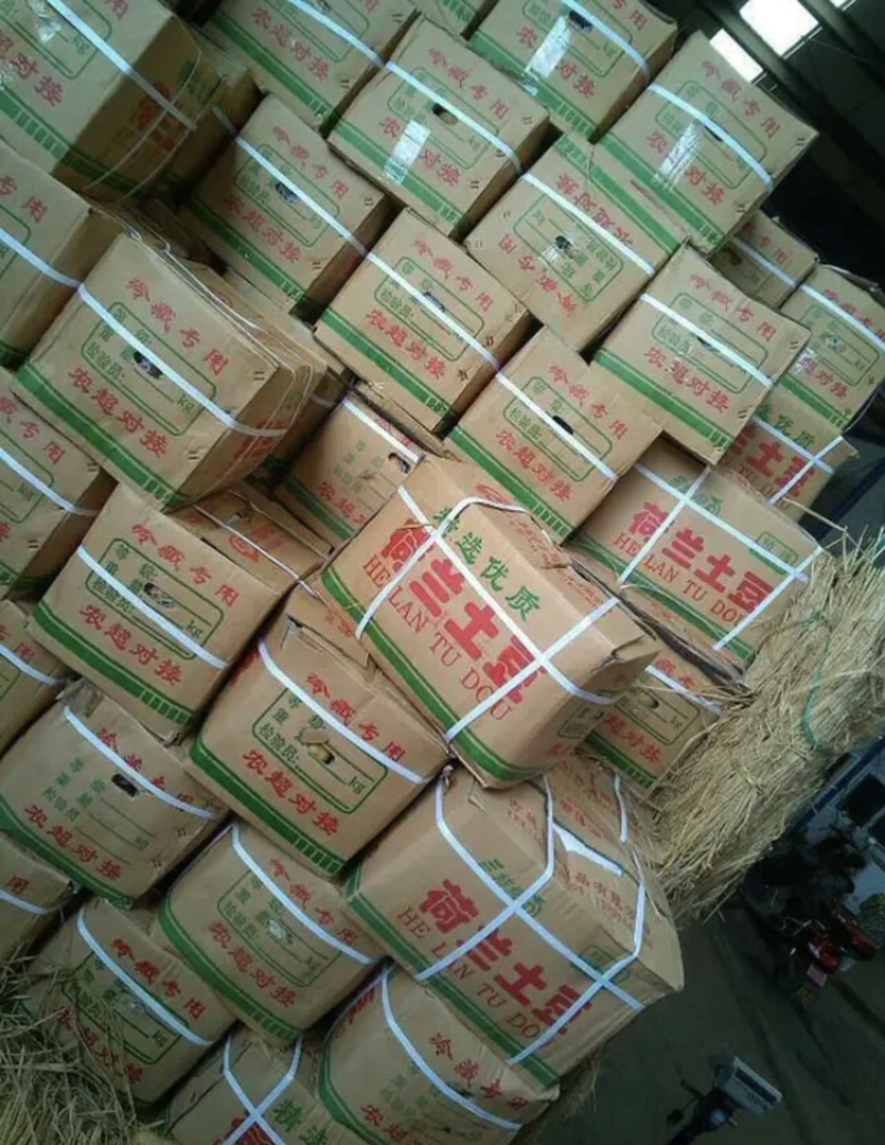 兰陵陆新荷兰15黄心土豆无青头产地直销价格公道