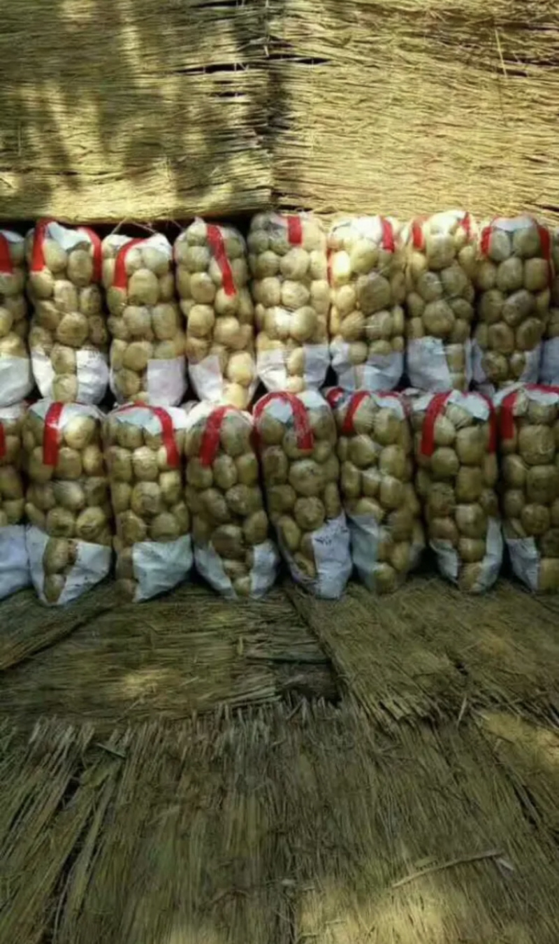 兰陵陆新荷兰15黄心土豆无青头产地直销价格公道