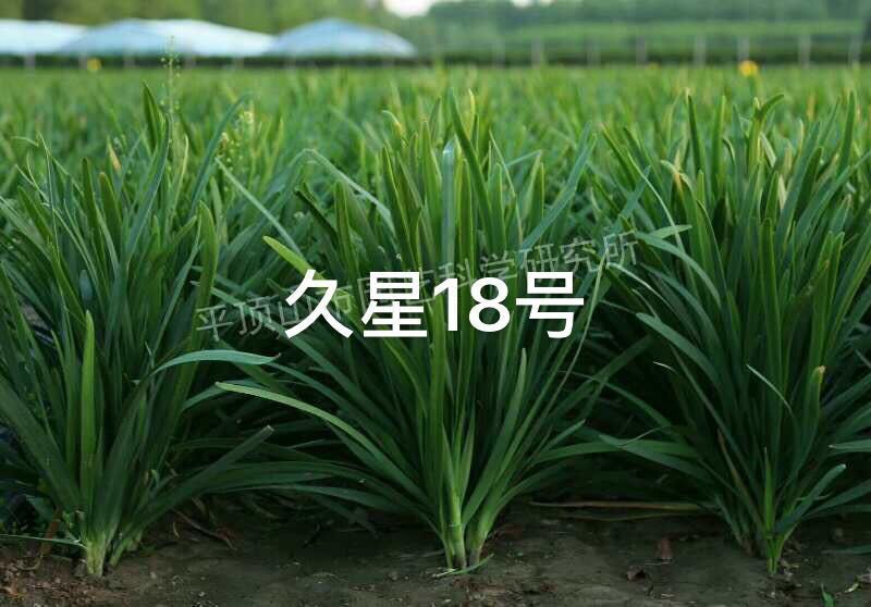 韭菜种子久18久星16基地种植耐寒不休眠品种久星系列种子