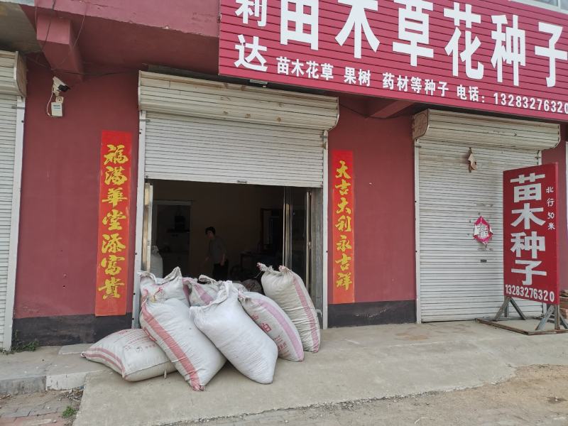 臭椿种子产地批发零售质优价廉