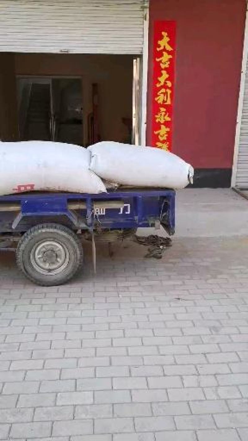 玉兰种子河北花卉种子苗木种子专营