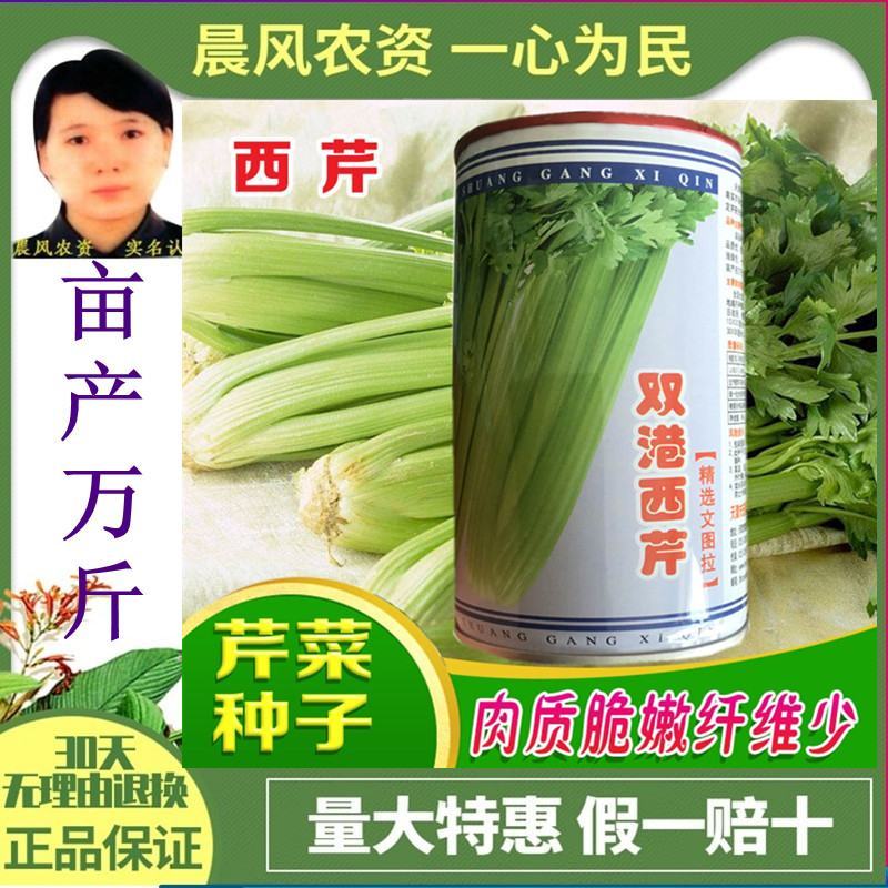 批零芹菜种子天津宏程双港西芹种子天津文图拉芹菜蔬菜种子