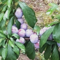 乐山眉山自贡汶川峨眉成都脆红李比较脆比较甜，基地批发。