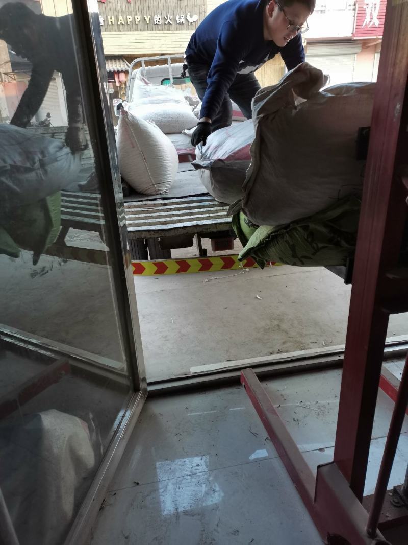 产地油麻藤种子河北亿利种业拳头产品，质量好才是硬道理。