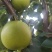 绿宝石梨百年老树产地直发