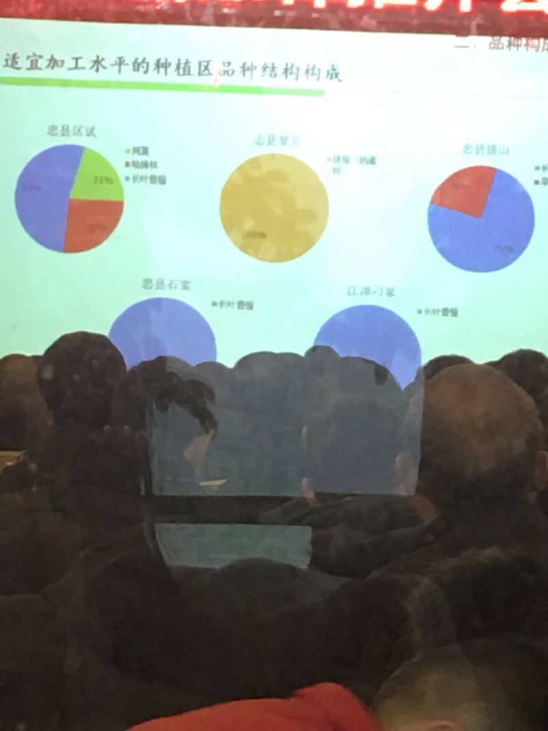 柑橘枝条新品明日见红美人耙耙柑爱媛38血橙沃柑