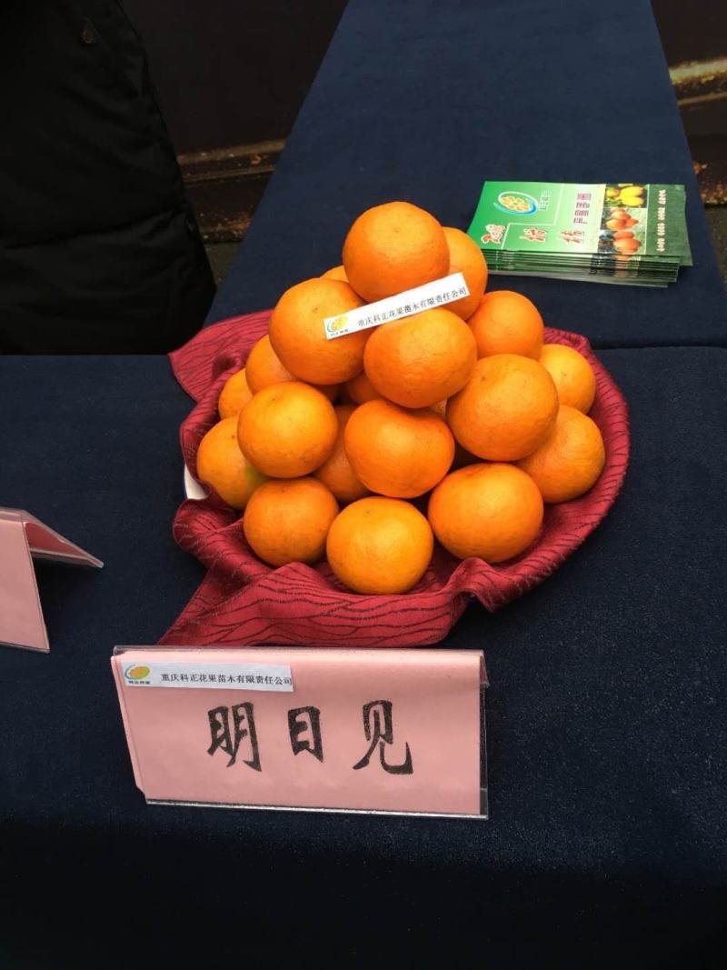 柑橘枝条新品明日见红美人耙耙柑爱媛38血橙沃柑