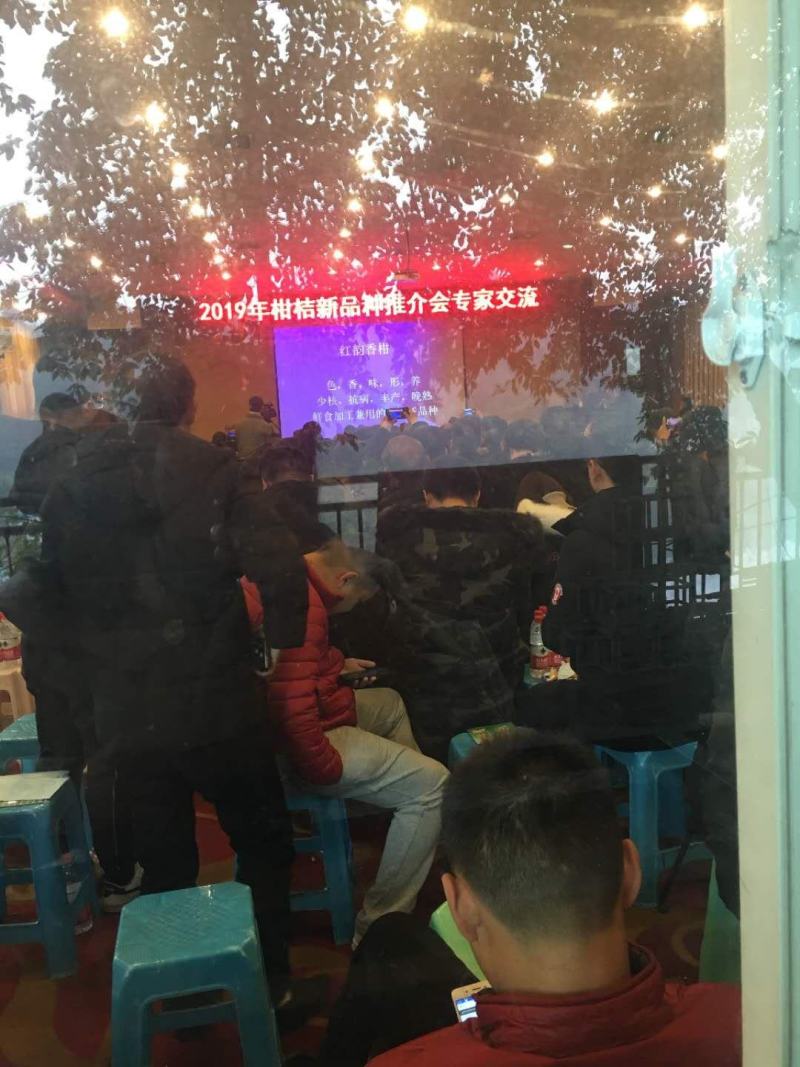 柑橘枝条新品明日见红美人耙耙柑爱媛38血橙沃柑