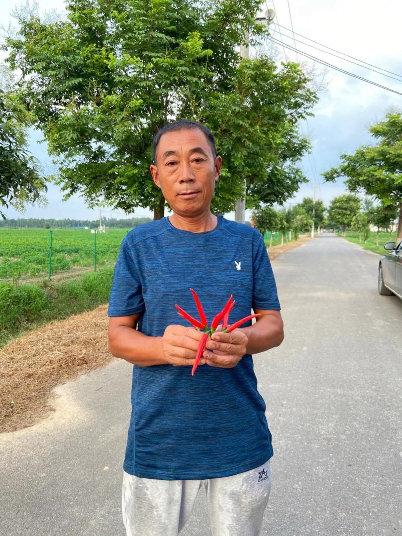 大果泰系单生朝天椒种子华彩耐热耐雨水