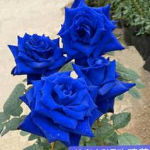 蓝色玫瑰花苗妖姬月季阳台观花植物