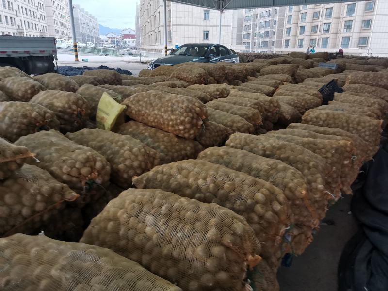 甘肃民乐紫皮香蒜