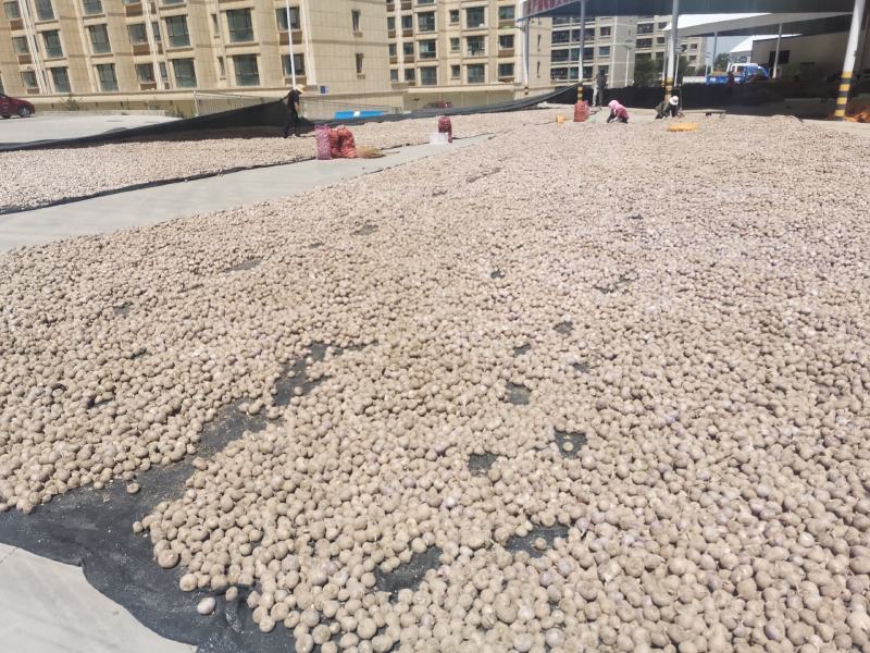 甘肃民乐紫皮香蒜
