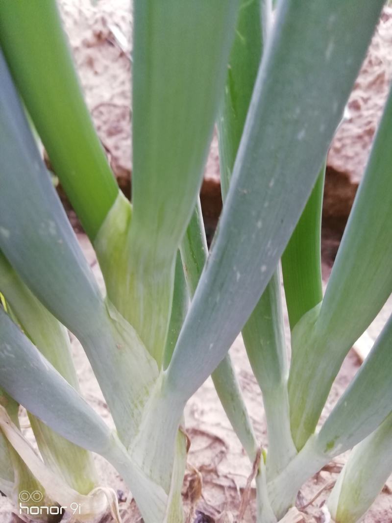 章丘继明八号章丘大梧桐葱种子葱白长抗病性强好种植产量高