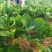 【精选】章姬草莓苗甜宝草莓苗价格包品种假一赔十