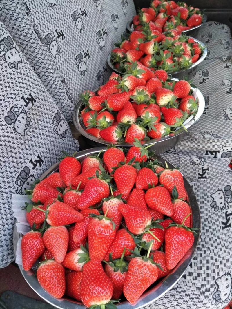 【精选】章姬草莓苗甜宝草莓苗价格包品种假一赔十