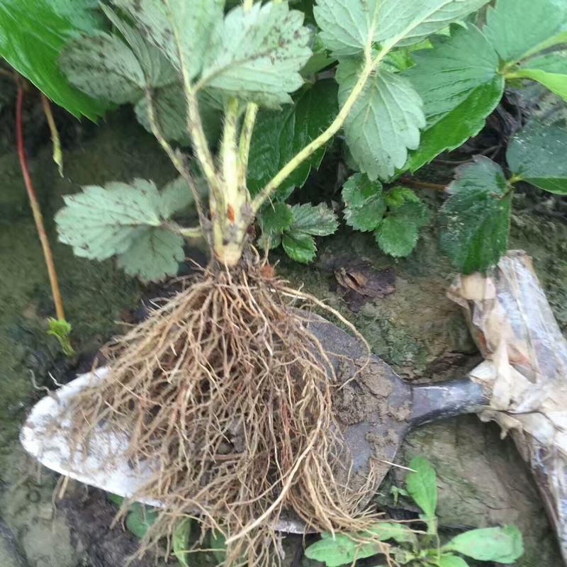 【精选】章姬草莓苗甜宝草莓苗价格包品种假一赔十