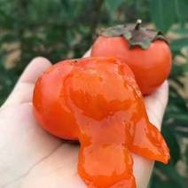 【火爆热销】陕西特产甜柿子，7月黄一件对接社区团购商
