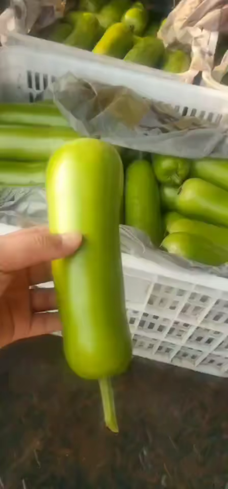 精品瓠子大量上市，供应商超市场批发，量大质量优，