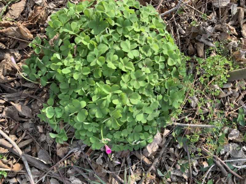 红花酢浆草红花草产区直销价