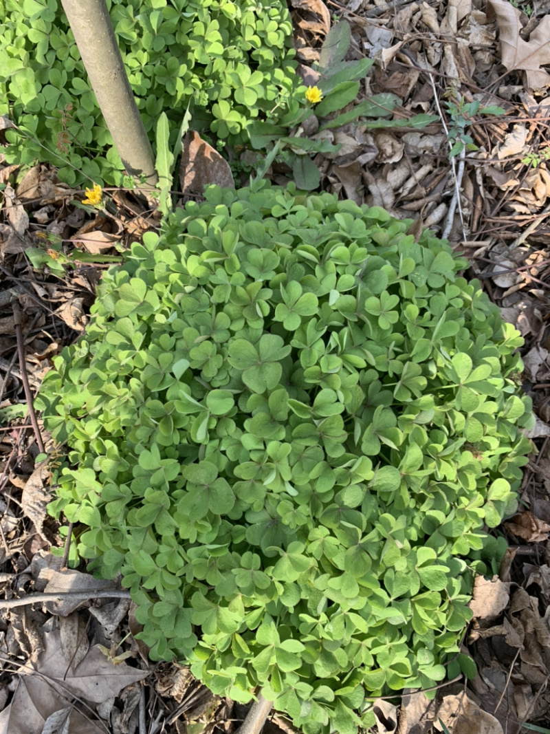 红花酢浆草红花草产区直销价