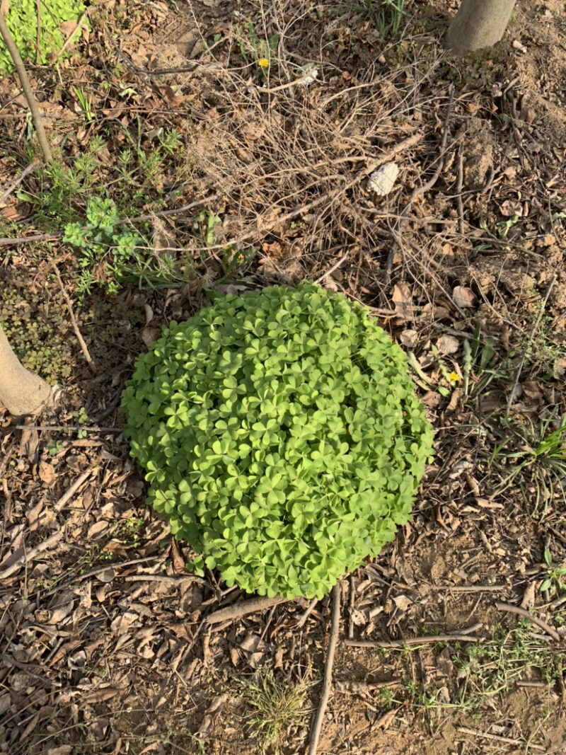 红花酢浆草红花草产区直销价