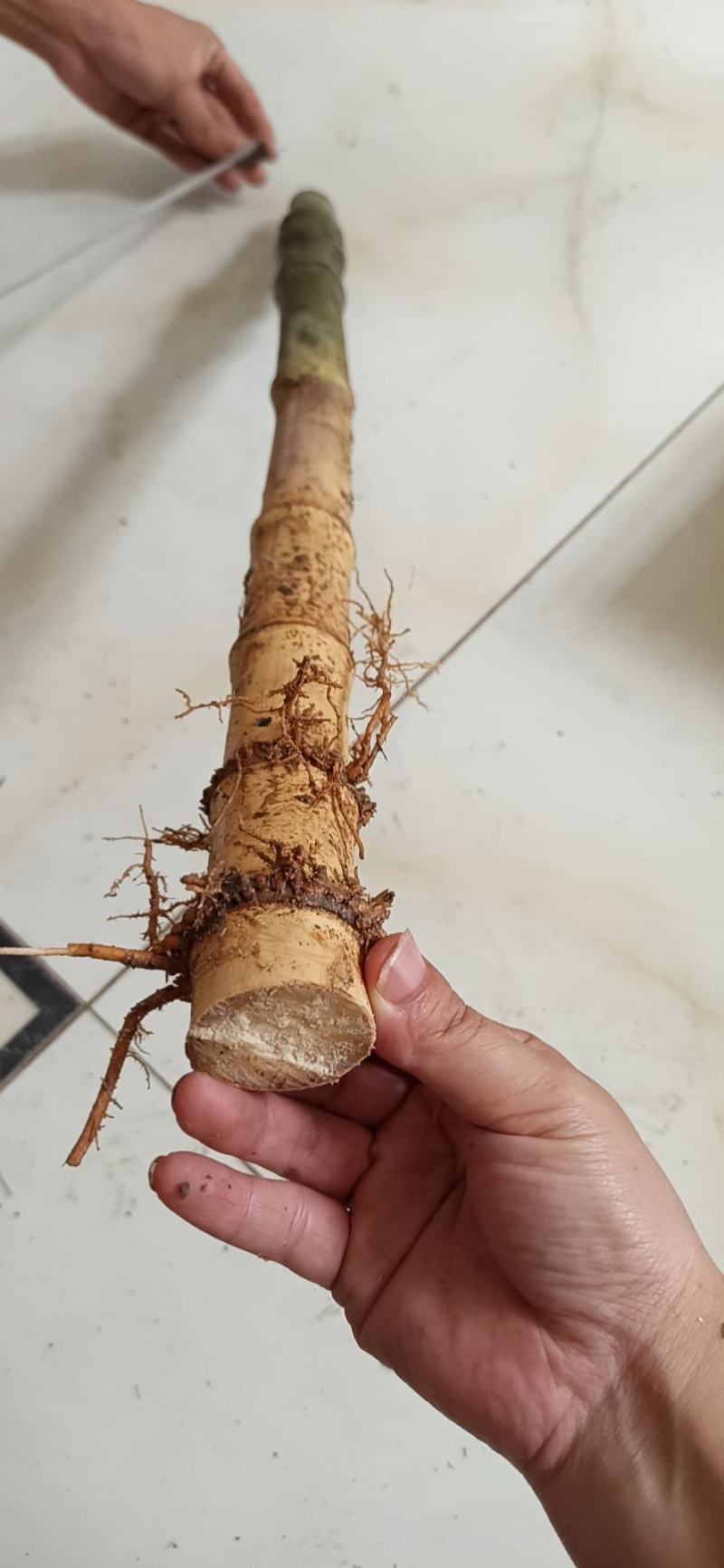 大量实心竹各种规格都有产地直发一手货源老料