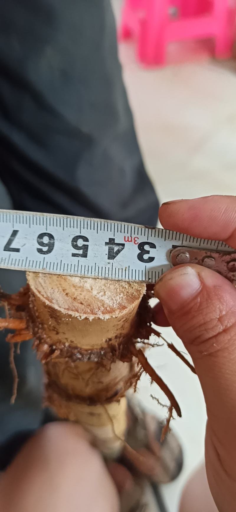 大量实心竹各种规格都有产地直发一手货源老料