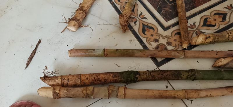 大量实心竹各种规格都有产地直发一手货源老料