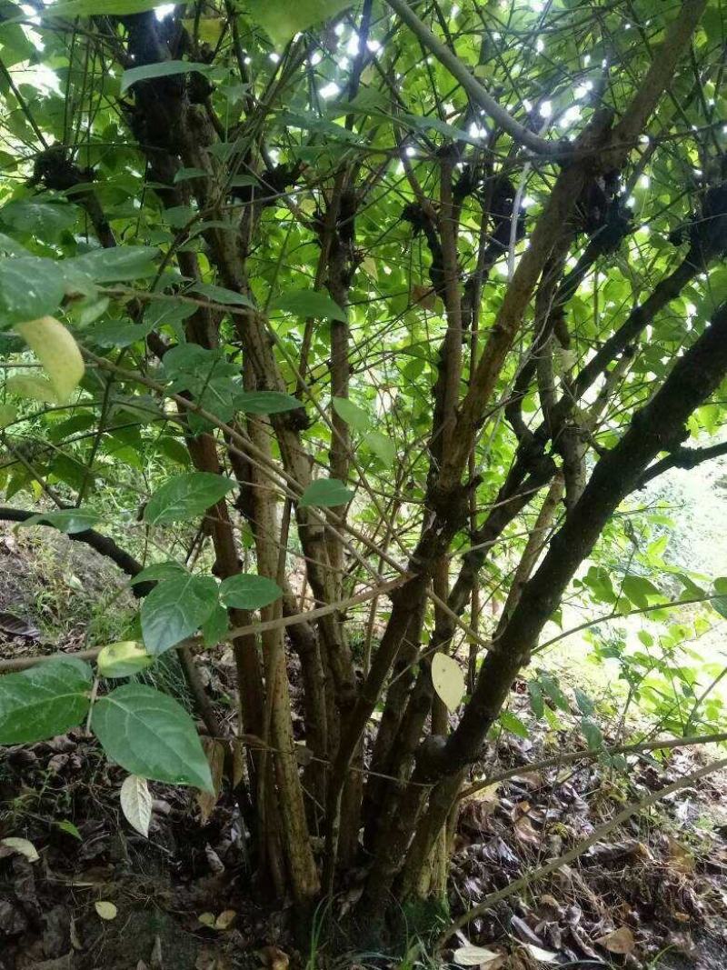 素心蜡梅4~6cm4~6cm2.5~3米