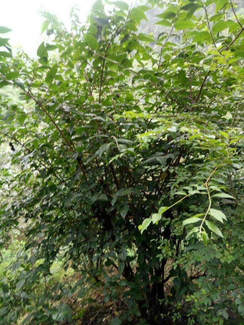 素心蜡梅4~6cm4~6cm2.5~3米