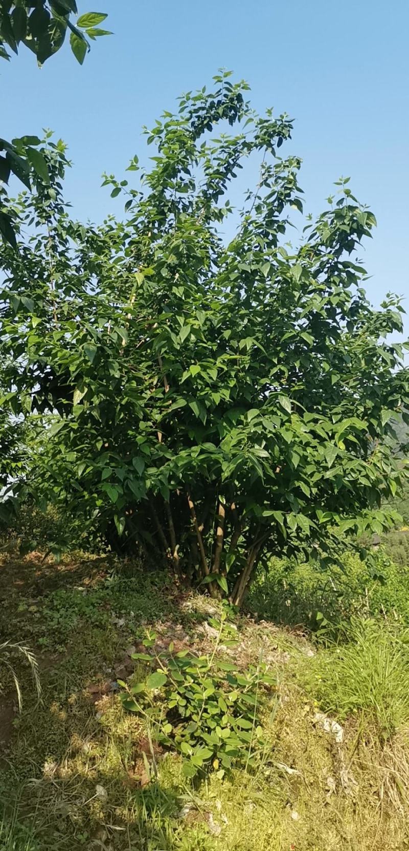 素心蜡梅4~6cm4~6cm2.5~3米