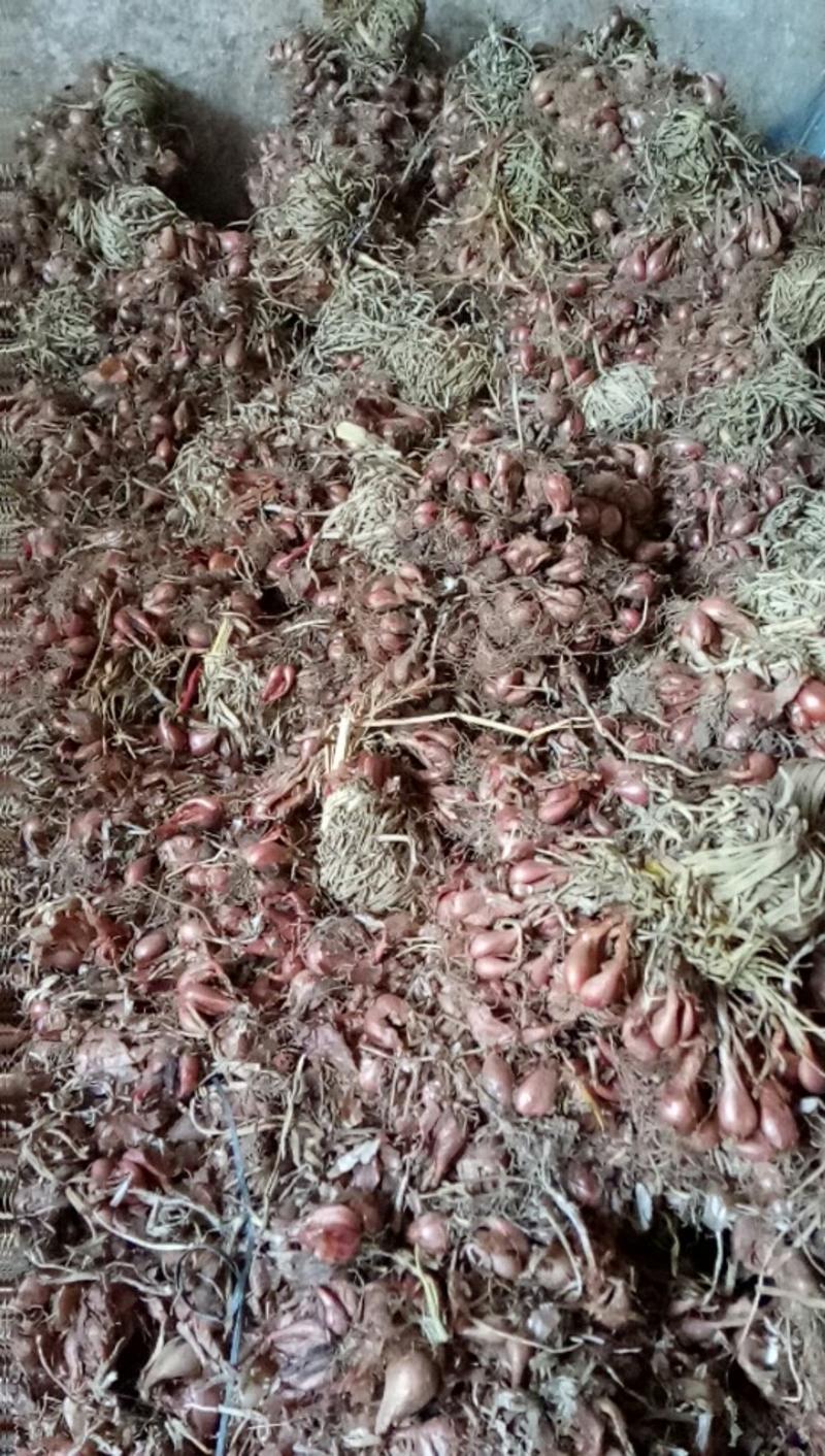 粤北本地红头葱量大从优红葱头可育苗育头食用炸