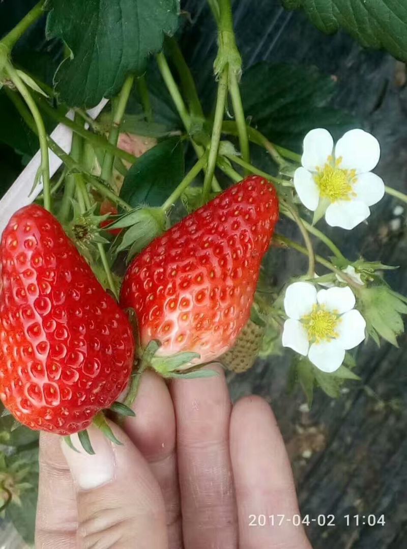 【精选】草莓苗山东草莓苗草莓苗品种欢迎订购量大从优