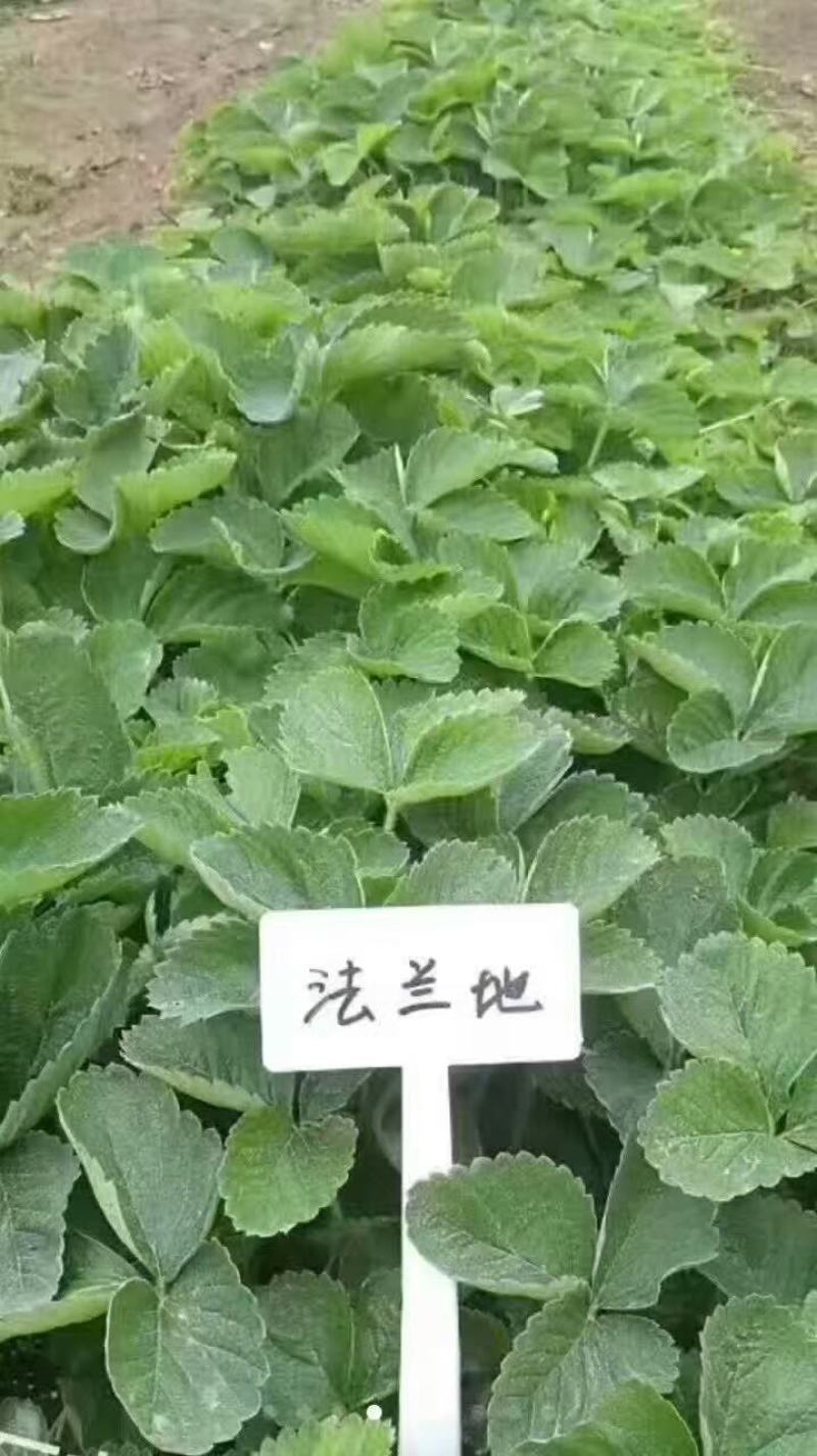 【精选】草莓苗山东草莓苗草莓苗品种欢迎订购量大从优