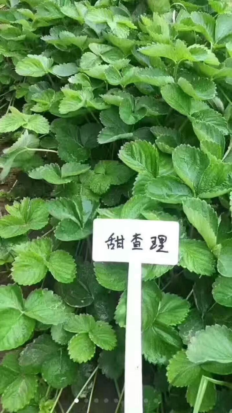 【精选】草莓苗山东草莓苗草莓苗品种欢迎订购量大从优